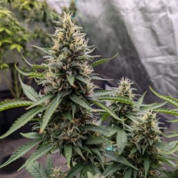 Nasiona marihuany Glueberry O.G. - odmiana konopi
