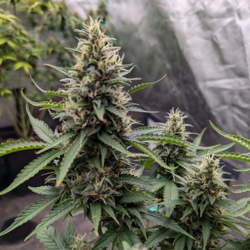 Nasiona marihuany Glueberry O.G. - odmiana konopi