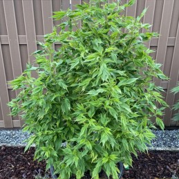 Nasiona marihuany Frisian Duck - odmiana konopi