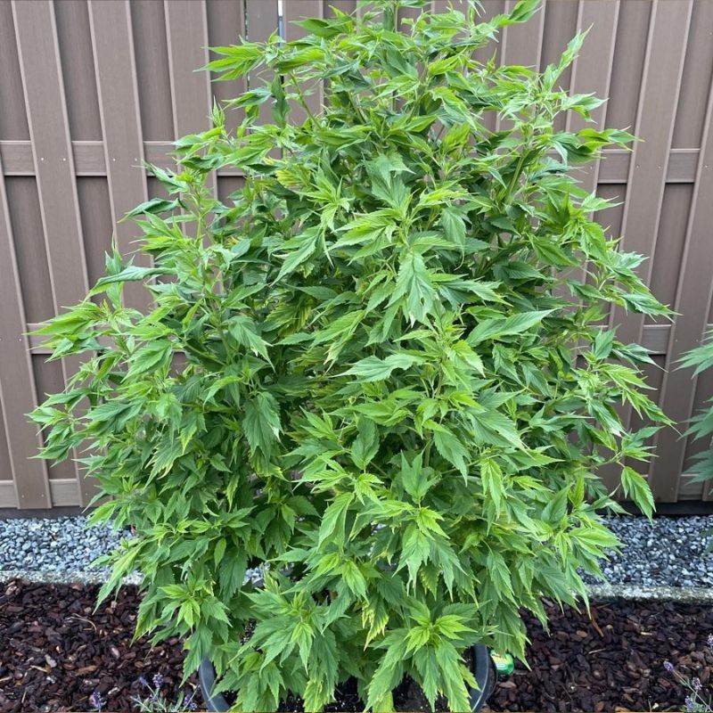 Nasiona marihuany Frisian Duck - odmiana konopi