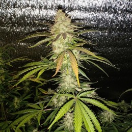 Nasiona marihuany automatyczne Auto Banana Blaze - odmiana konopi