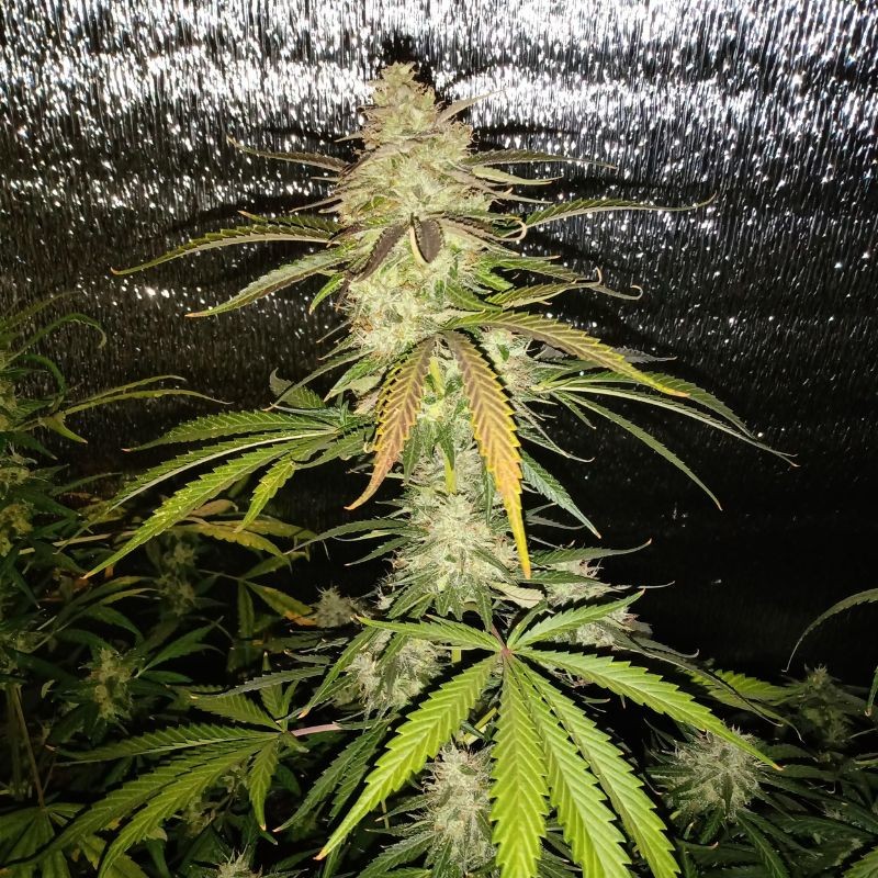 Nasiona marihuany automatyczne Auto Banana Blaze - odmiana konopi
