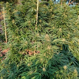 Nasiona marihuany Frisian Dew - odmiana konopi