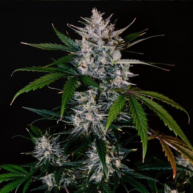 Nasiona marihuany Euforia - odmiana konopi