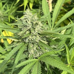 Nasiona medycznej marihuany Durban Poison - odmiana konopi