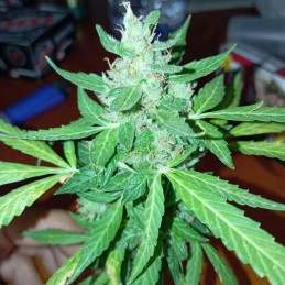 Nasiona marihuany Critical Orange Punch - odmiana konopi