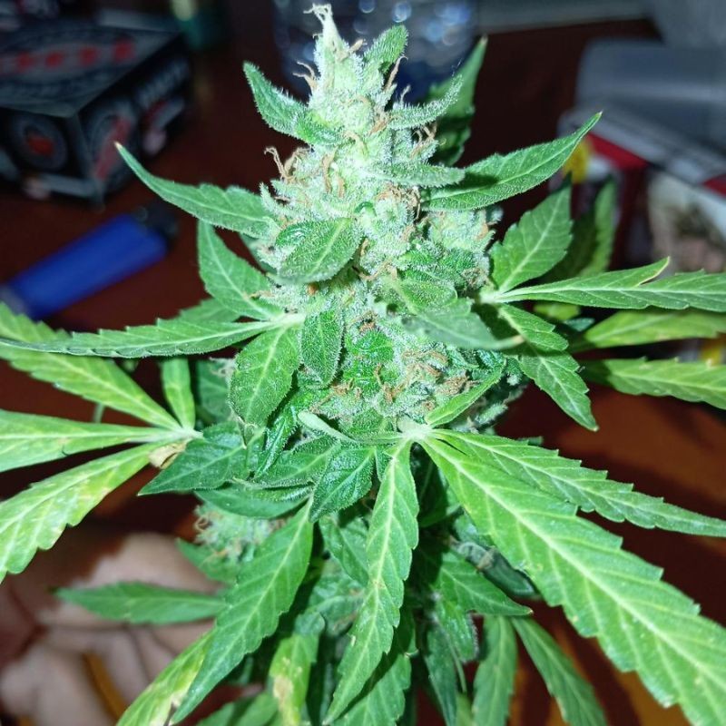 Nasiona marihuany Critical Orange Punch - odmiana konopi