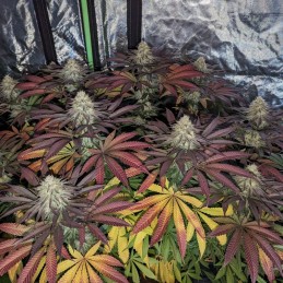 Medyczne nasiona marihuany CBD Skunk Haze - odmiana konopi