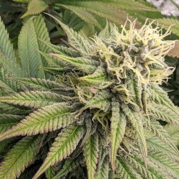 Medyczne nasiona marihuany CBD Kush - odmiana konopi