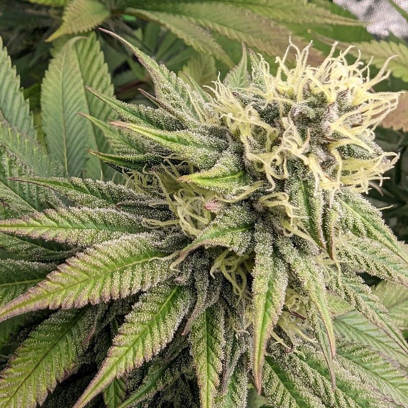 Medyczne nasiona marihuany CBD Kush - odmiana konopi