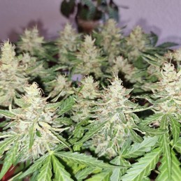 Medyczne nasiona marihuany CBD Compassion - odmiana konopi