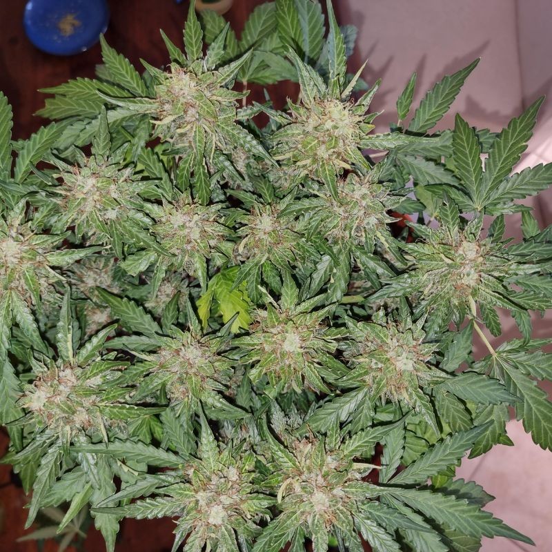 Medyczne nasiona marihuany CBD Charlotte’s Angel - odmiana konopi