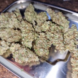 Medyczne nasiona marihuany CBD Auto White Widow - odmiana konopi