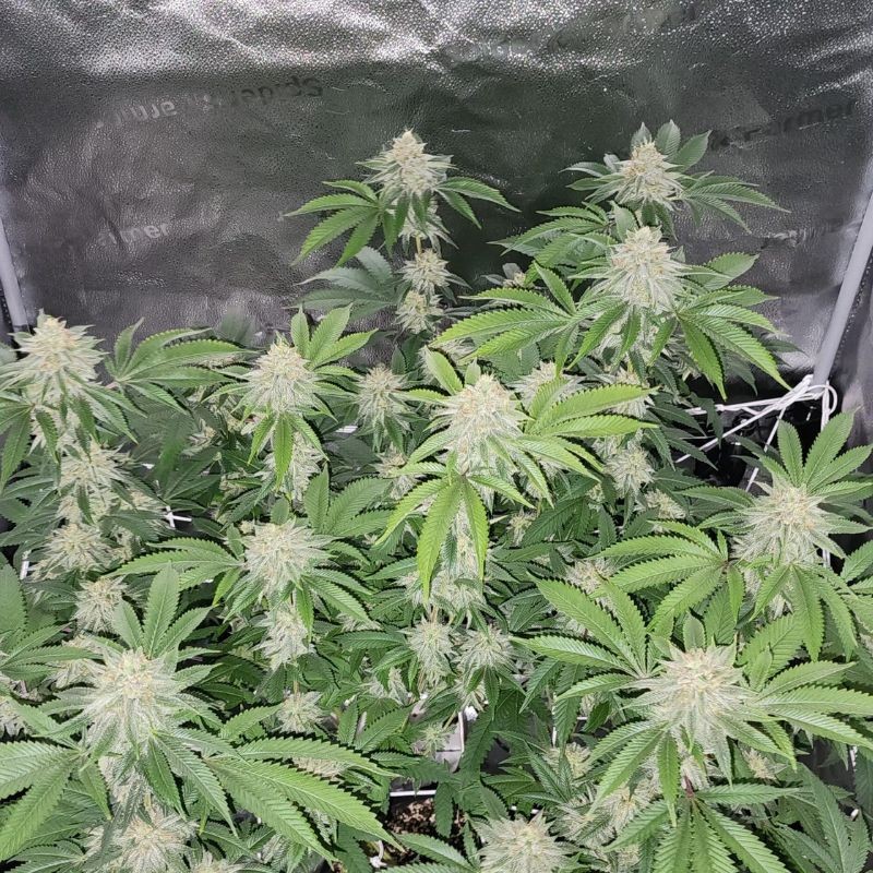 Nasiona marihuany Bubba Island Kush - odmiana konopi