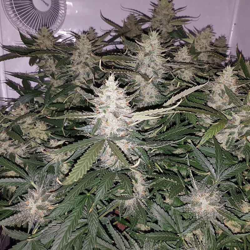 Nasiona marihuany automatyczne Auto Xtreme - odmiana konopi
