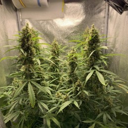 Nasiona marihuany automatyczne Auto Ultimate - odmiana konopi