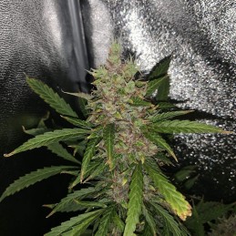 Nasiona marihuany automatyczne Auto Night Queen - odmiana konopi