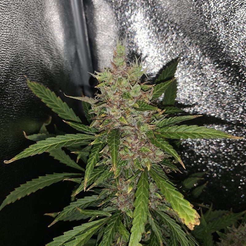 Nasiona marihuany automatyczne Auto Night Queen - odmiana konopi