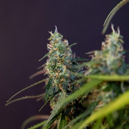 Nasiona marihuany automatyczne Auto Mazar - odmiana konopi