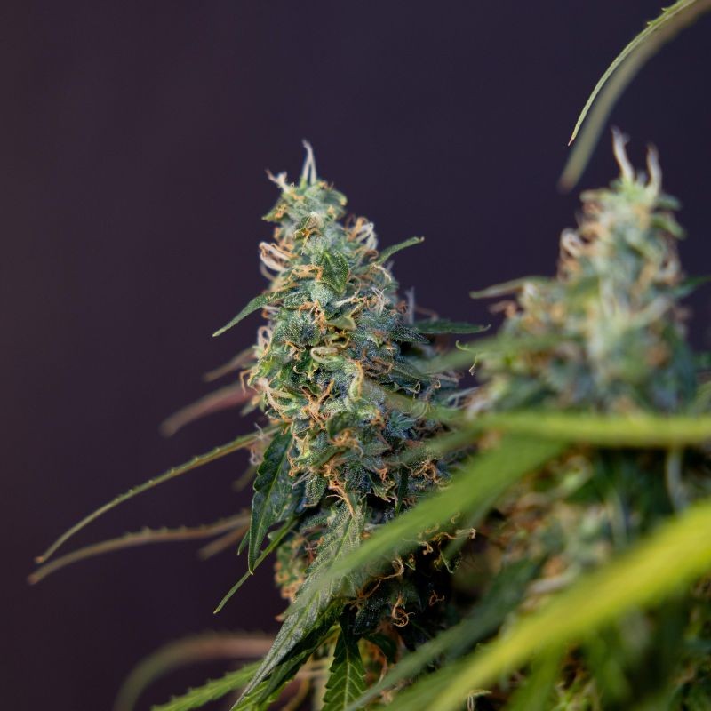 Nasiona marihuany automatyczne Auto Mazar - odmiana konopi