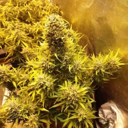 Nasiona marihuany automatyczne Auto Euforia - odmiana konopi