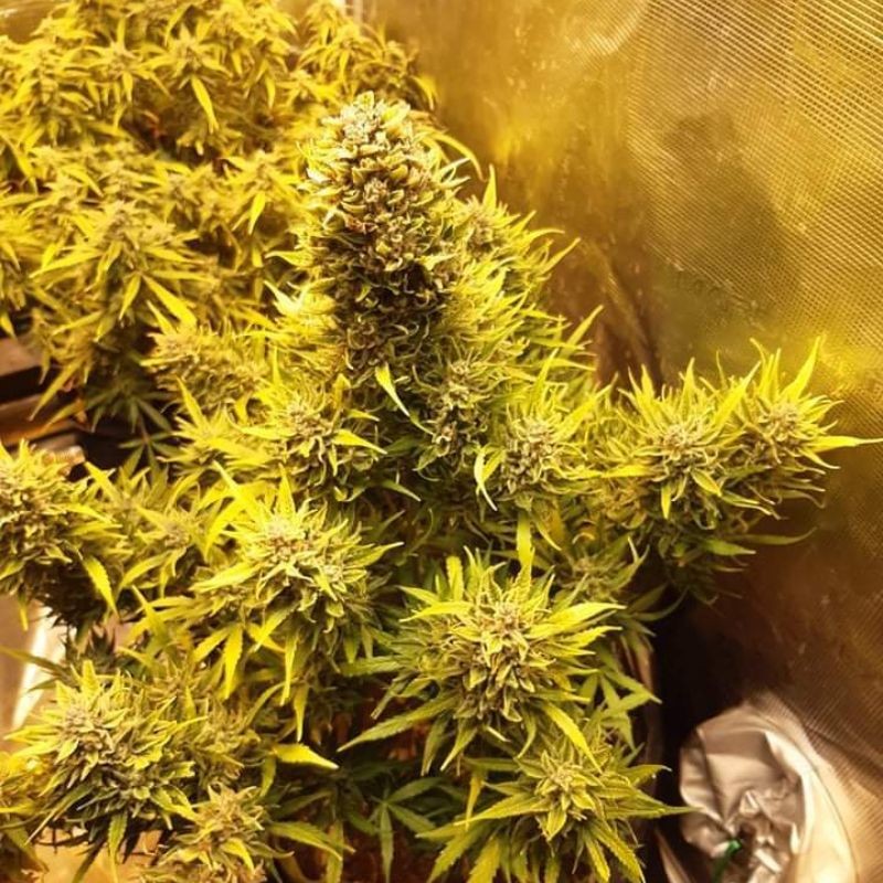 Nasiona marihuany automatyczne Auto Euforia - odmiana konopi