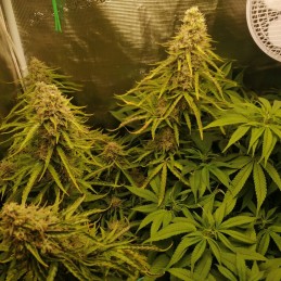 Nasiona marihuany automatyczne Auto Daiquiri Lime - odmiana konopi