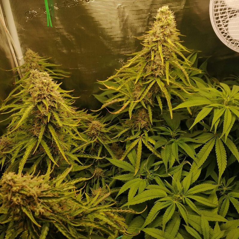 Nasiona marihuany automatyczne Auto Daiquiri Lime - odmiana konopi