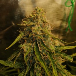 Nasiona marihuany automatyczne Auto Colorado Cookies - odmiana konopi