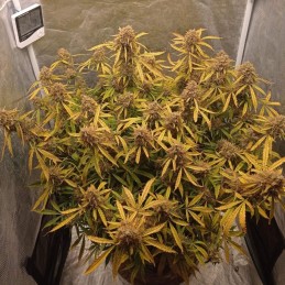 Nasiona marihuany automatyczne Auto Brooklyn Sunrise - odmiana konopi