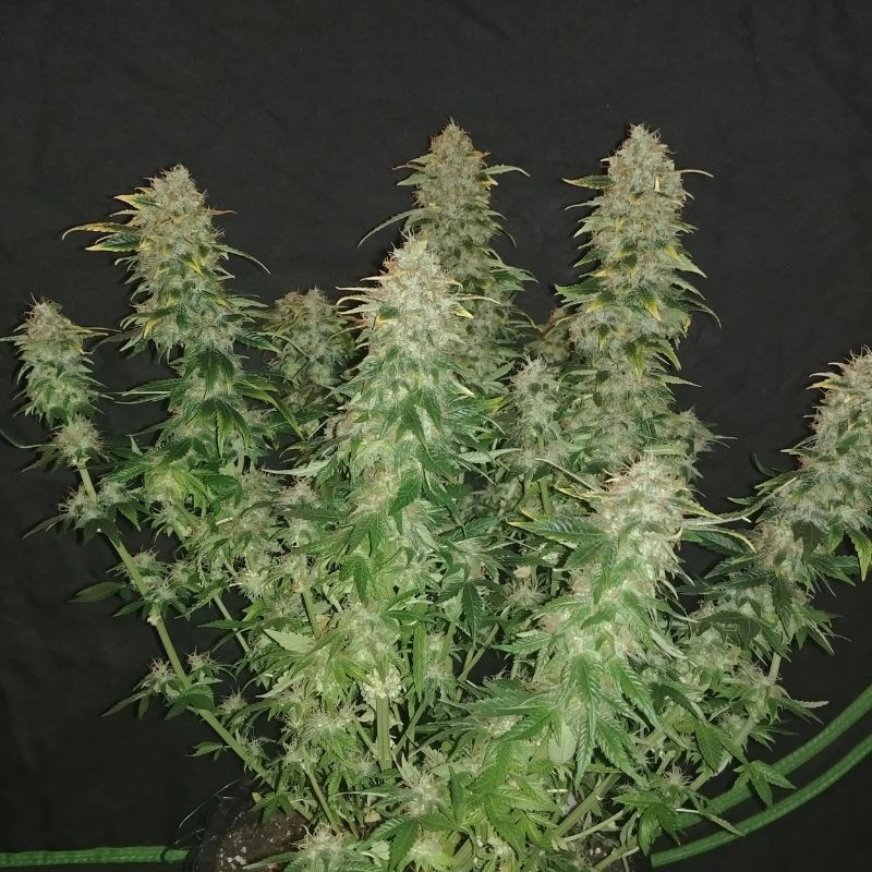 Nasiona marihuany automatyczne Auto Orange Bud - odmiana konopi