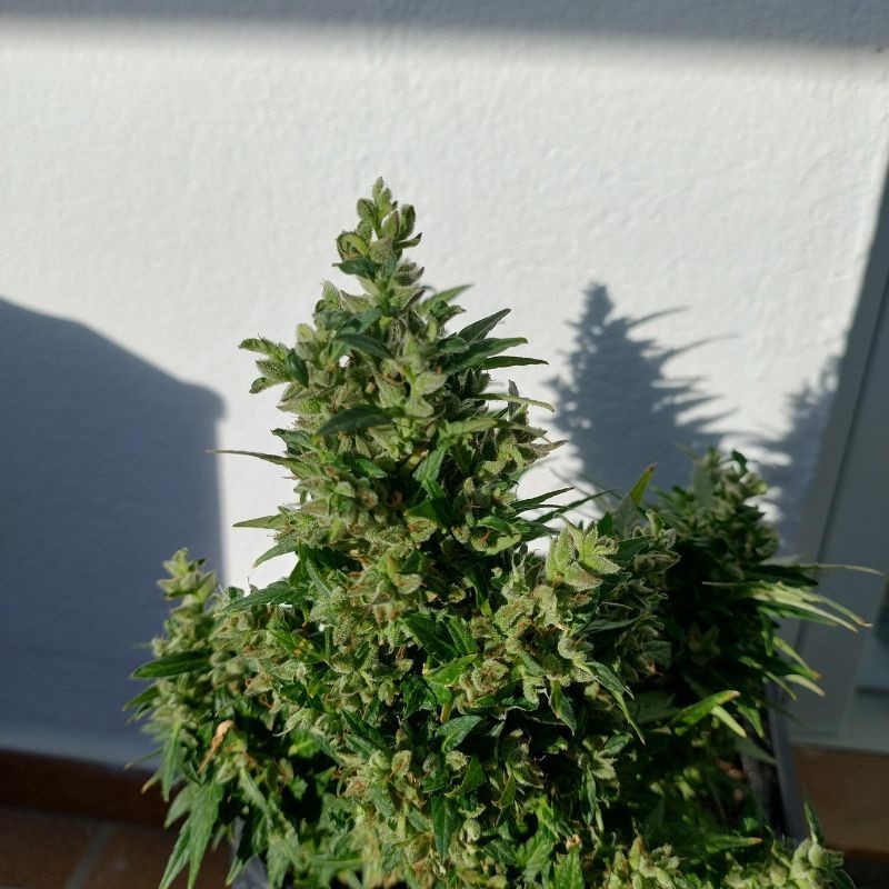 Nasiona marihuany automatyczne Auto Duck - odmiana konopi