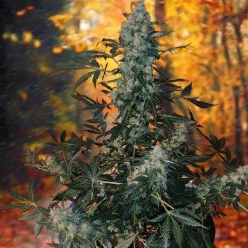 Nasiona marihuany automatyczne Auto Critical Orange Punch - odmiana konopi