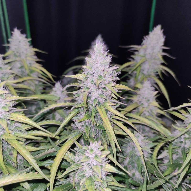 Nasiona marihuany automatyczne Auto Cinderella Jack - odmiana konopi