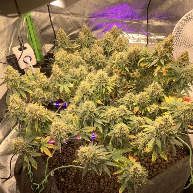 Nasiona marihuany Sugar Bomb Punch - opis odmiany konopi