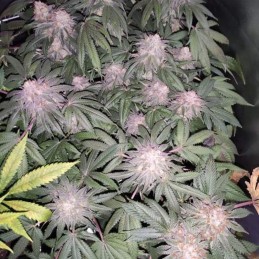 Nasiona marihuany Mokum’s Tulip - opis odmiany konopi