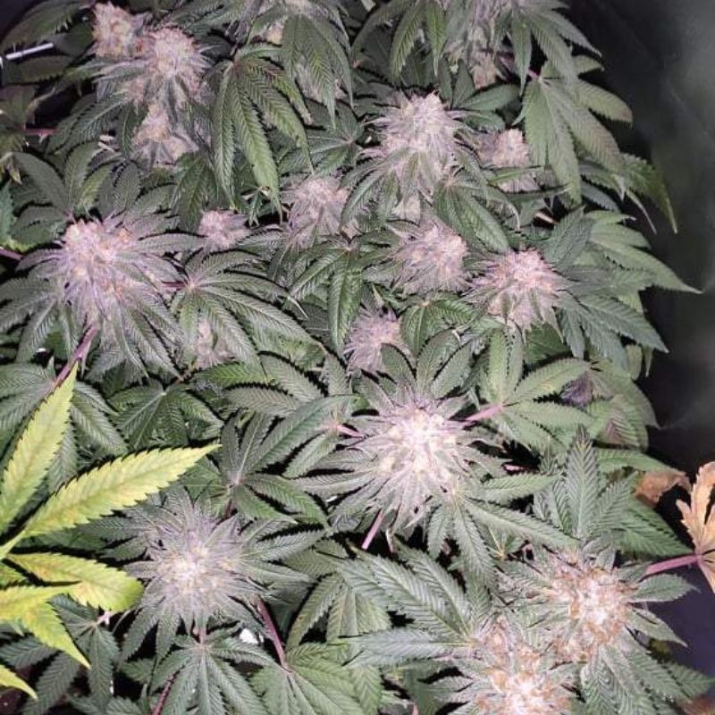 Nasiona marihuany Mokum’s Tulip - opis odmiany konopi