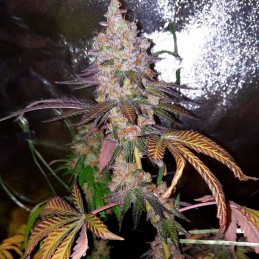 Nasiona marihuany Meringue - opis odmiany konopi