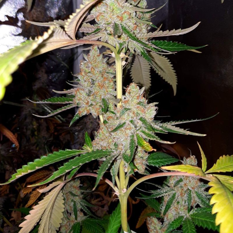 Nasiona marihuany Kerosene Krash - opis odmiany konopi