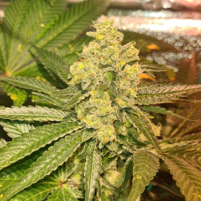 Nasiona marihuany HiFi 4G - opis odmiany konopi