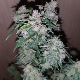 Medyczne nasiona marihuany CBD Auto Charlotte’s Angel - odmiana konopi