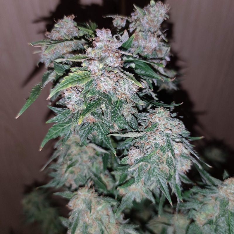 Medyczne nasiona marihuany CBD Auto Charlotte’s Angel - odmiana konopi