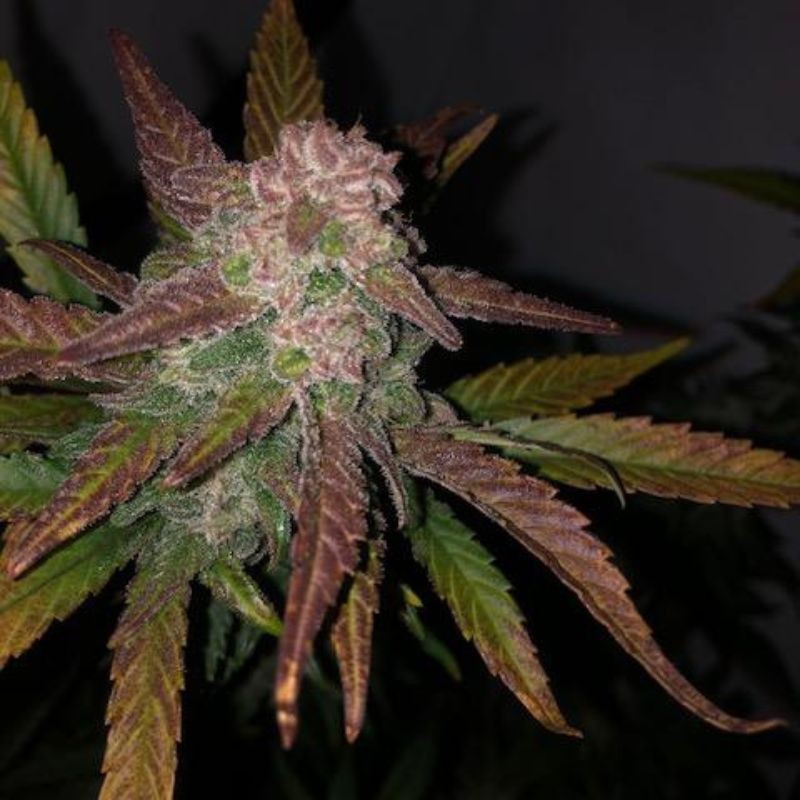 Medyczne nasiona marihuany CBD Auto Blackberry Kush - odmiana konopi