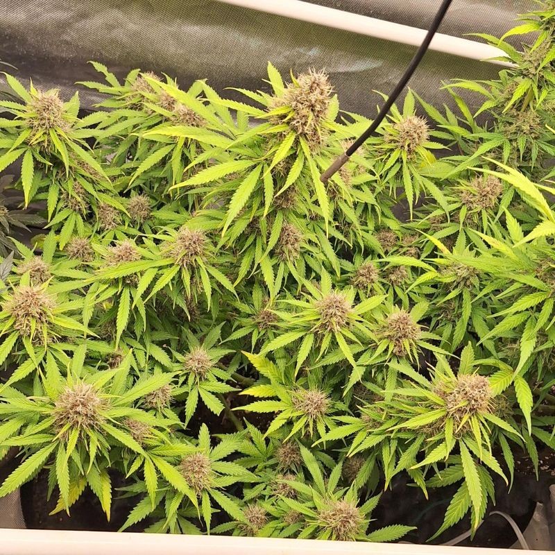 Nasiona marihuany C-Vibez - odmiana konopi