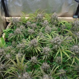 Nasiona marihuany Banana Blaze - odmiana konopi