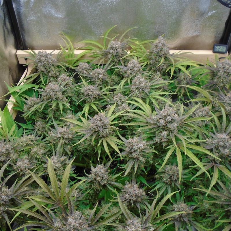 Nasiona marihuany Banana Blaze - odmiana konopi