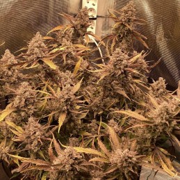 Nasiona marihuany automatyczne Auto Desfrán - odmiana konopi