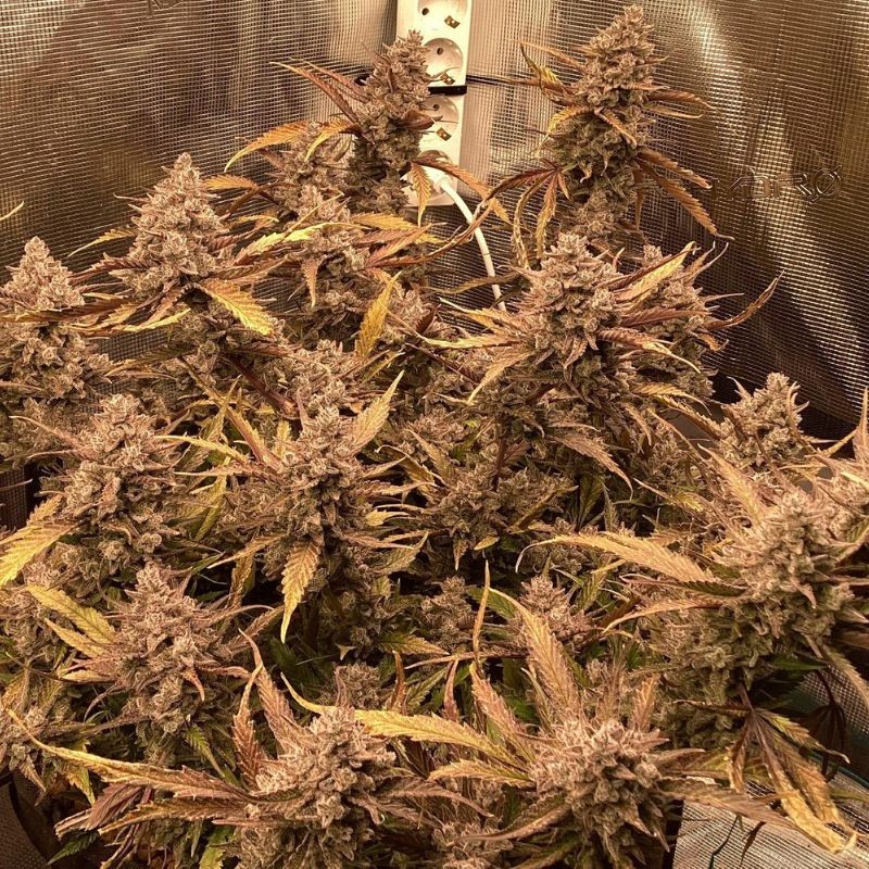 Nasiona marihuany automatyczne Auto Desfrán - odmiana konopi