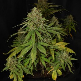 Nasiona marihuany Grande Crack - odmiana konopi
