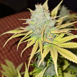 Nasiona marihuany Good Wild Shark - odmiana konopi